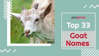 Goat Names 🐐 -  33 Most Popular Names for Goats | PetPress