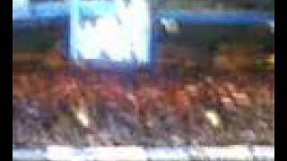 Chelsea Vs FC Schalke Champions League Theme