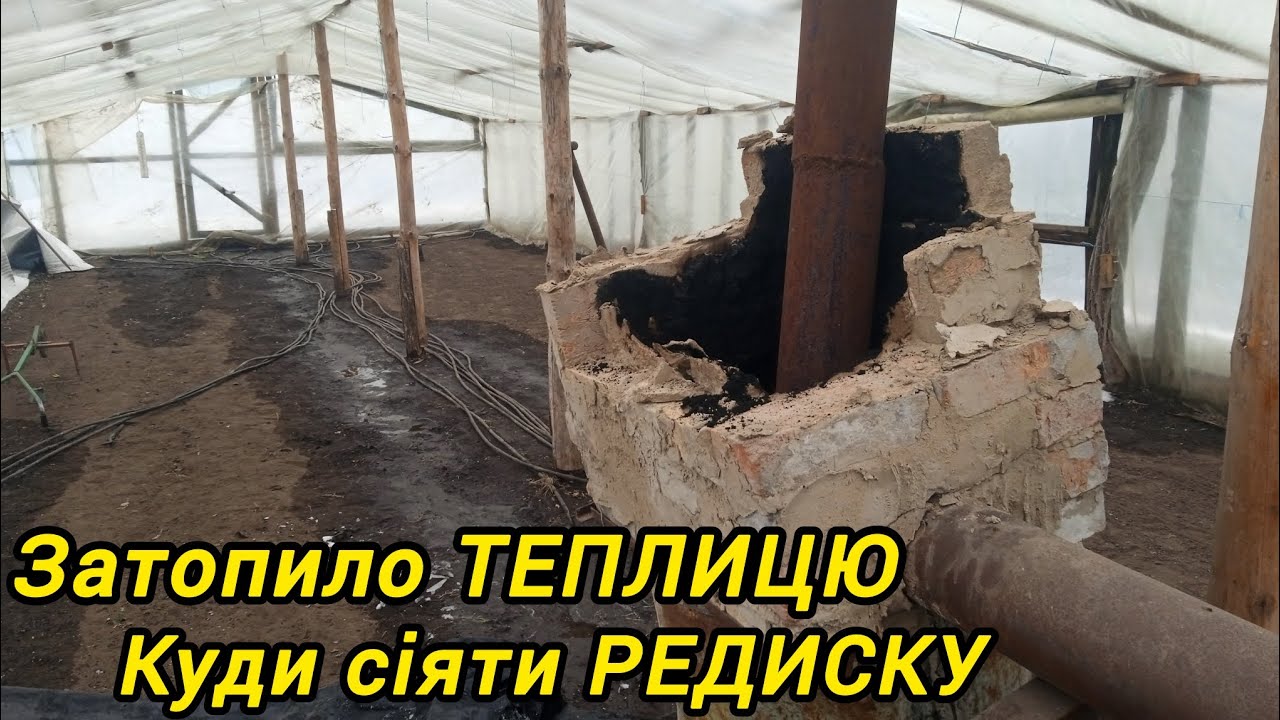 Затопило теплицю. Куди сіяти РЕДИСКУ.