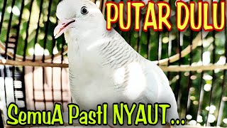 Download lagu Perkutut Putih Gacor Bersuara Merdu Mantap Buat Pancingan. mp3