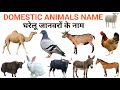 Domestic Animals Name | घरेलू जानवरों के नाम | #domesticanimalsnameinenglish 