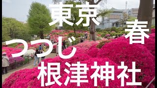 ４月　つつじ　根津神社　ー　12ヶ月の東京