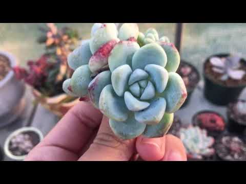 NEW SUCCULENTS: Exotic Succulent Imports