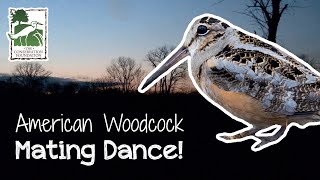 The Dance of the American Woodcock  |  VLOG