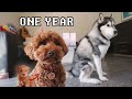 One Year with Chicken & Jack - Cavoodle x Husky Brothers