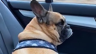 French Bulldog loves to sing karaoke during car rides