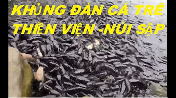 Cá Trê Kiếm ăn trên đá-Thiền Viện Trúc Lâm An Giang