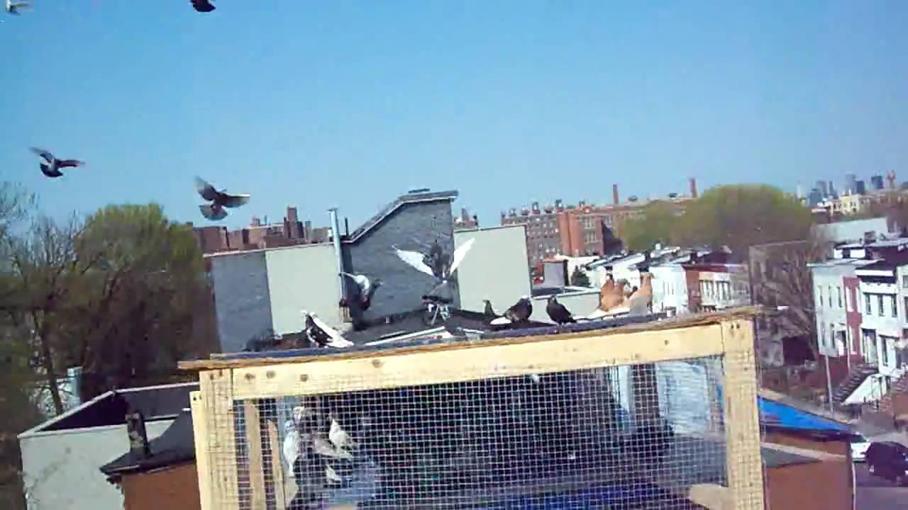 freddy flying pigeons in brooklyn