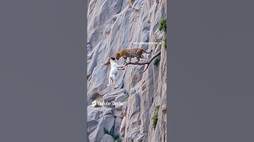 #فولو اكسبلور #ماهر المعيقلي #اكسبلور #قران كريم #اكسبلورهاشتاقات #animals #funny 3