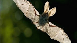 Как пищат летучие мыши? Звук летучей мыши. | Sound bat, voice bat