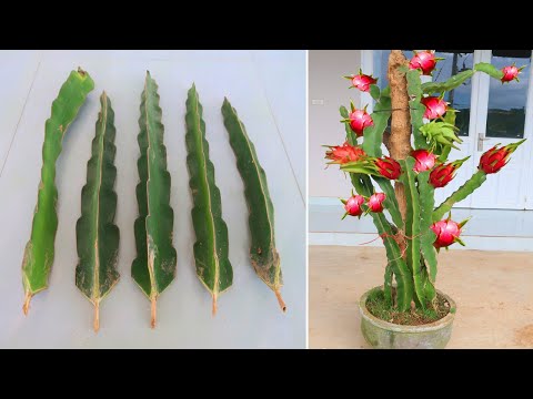 Video: Cómo plantar Jack In The Pulpit Seeds: cultivo de Jack In The Pulpit a partir de semillas