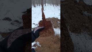 Откопали еще одну советскую пехотную лопатку. Зимний коп по войне #война #история #коп #shorts