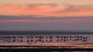 Sandhill Crane Sunrise screenshot 2