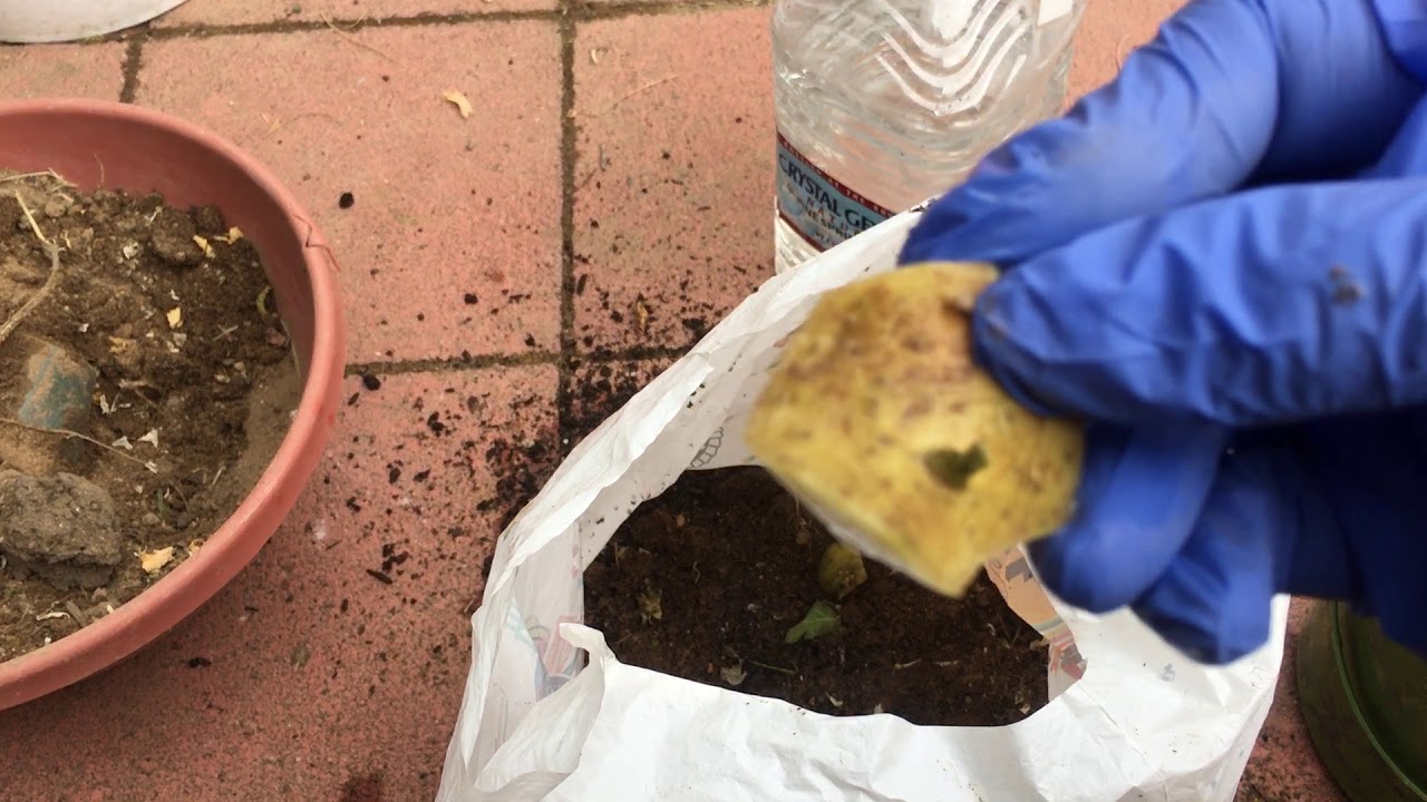Planting white potatoes in a plastic bag