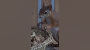 Squirrel Stealing Nuts  #tiktok #viral #squirrel