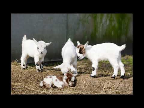 Vídeo: Cabras anãs nigerianas: cuidados gerais