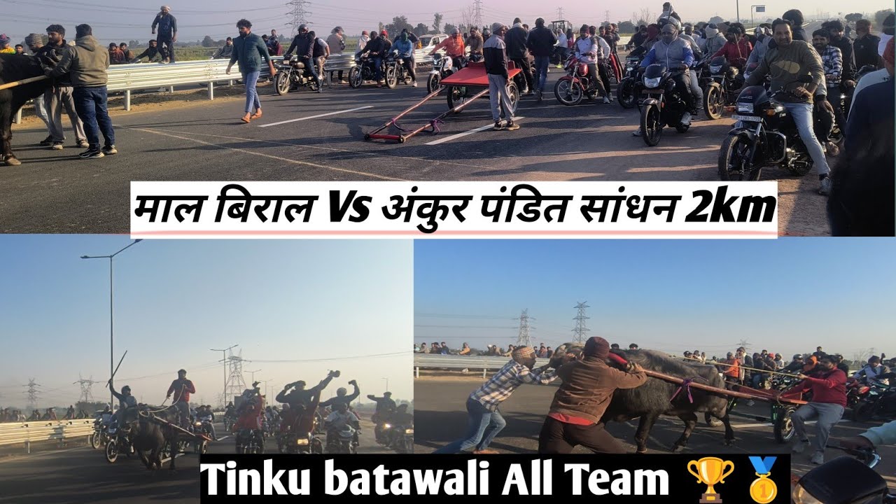 2 km बराबर का मुकाबला.. माल बिराल 🏆 (Tinku batawali All Team) Vs अंकुर पंडित संधन #jhotarace 