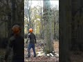 Oak tree falling