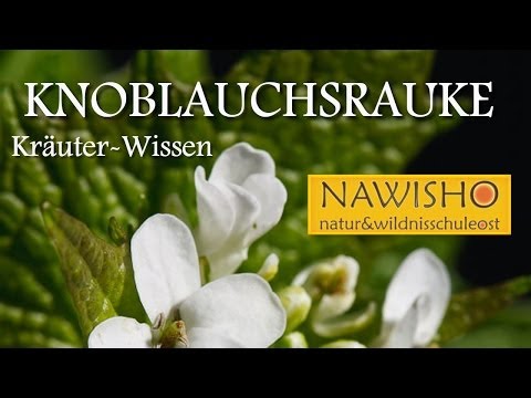 Video: Können Sie Knoblauch-Senf-Kräuter essen: Erfahren Sie mehr über die Essbarkeit von Knoblauch-Senf