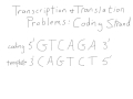 Transcription and Translation For A Coding Strand