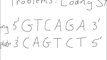 Transcription and Translation For A Coding Strand