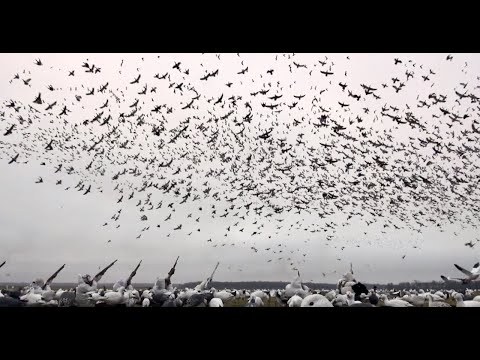 Non-Stop MONSTER Snow Goose Rainouts: FEED THE CYCLONE