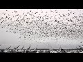 Nonstop monster snow goose rainouts feed the cyclone
