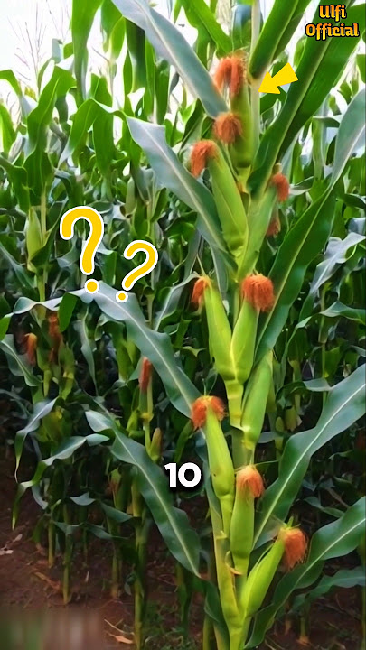 Kenapa Jagung Ini bisa Ber Tongkol Banyak #shorts
