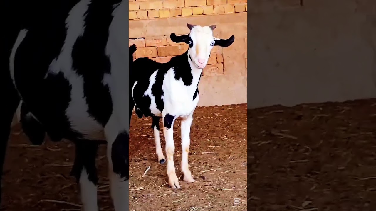 Ablak Gulabi Teddy 🐐 | Stunning Color & Style 