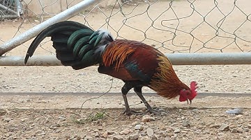 ไก่ป่าf2 qaib txuam 2 zoo nkauj