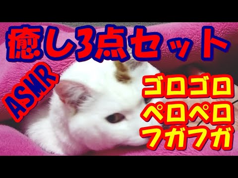音フェチ 猫のasmr癒しの音3点セット ゴロゴロ べろべろ フガフガ 猫の冬眠 Cat Hibernation Youtube
