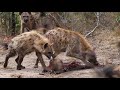 2 hyena clans compete for a leopard's warthog kill.