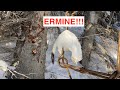 S21Ep2: Trapped an ermine!! Set 5 wolverine/lynx trapping stations too!