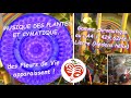 429,62Hz Musique de plantes et Cymatique-Fleur de Vie-Lierre JdM's Plants Vibes