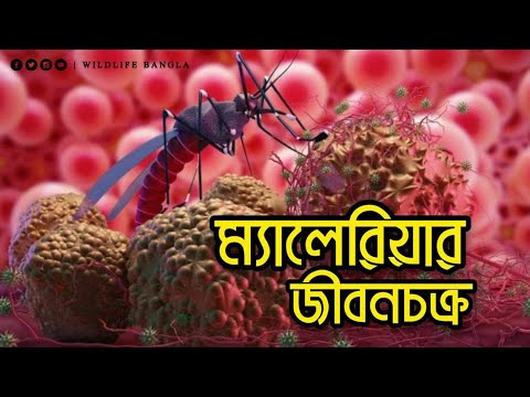 ভিডিও: চটপটে জীবনচক্র কি?