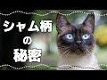 【シャム猫の神秘】毛色が変わる謎！シャム柄の種類や特徴｜毛柄で分かる猫の性格