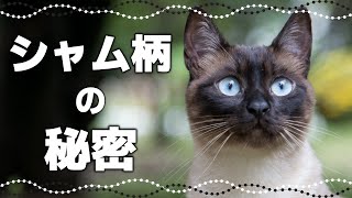 【シャム猫の神秘】毛色が変わる謎シャム柄の種類や特徴毛柄で分かる猫の性格