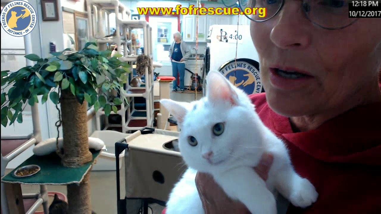 cage free vs organic eggs FFRC Adoption of Valentine and Cupid 10/12/2017