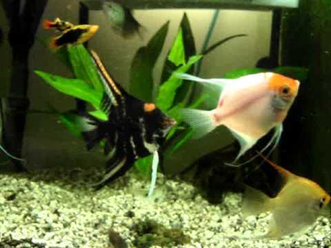 evil angel fish youtube
