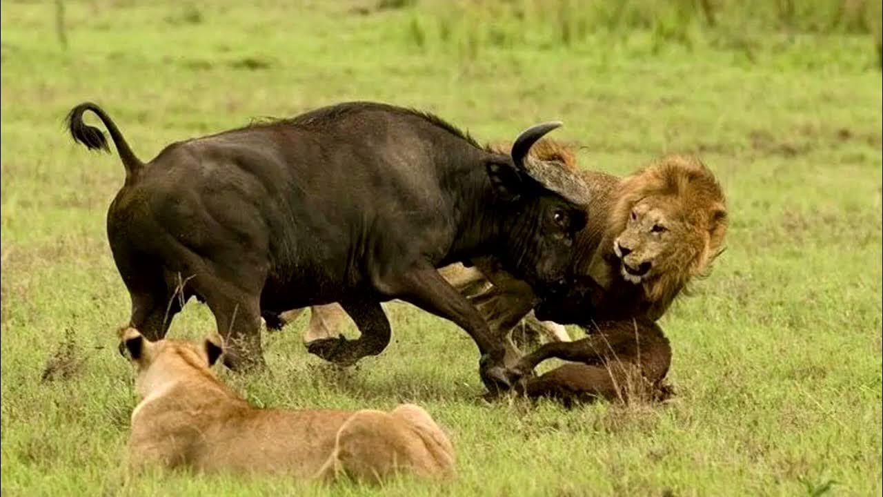 Фото льва и быка Buffalo vs Lion. Best fights compilation 