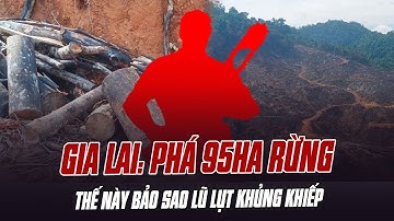ĐẠI ÁN NGHIÊM TRỌNG Ở GIA LAI: PHÁ TRÁI PHÉP 95HA RỪNG, THẾ NÀY BẢO SAO LŨ LỤT KHỦNG KHIẾP