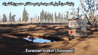 بتبتة من أجل الصيد، لجدب طائر حسون الشوك Eurasian siskin Λούγαρο