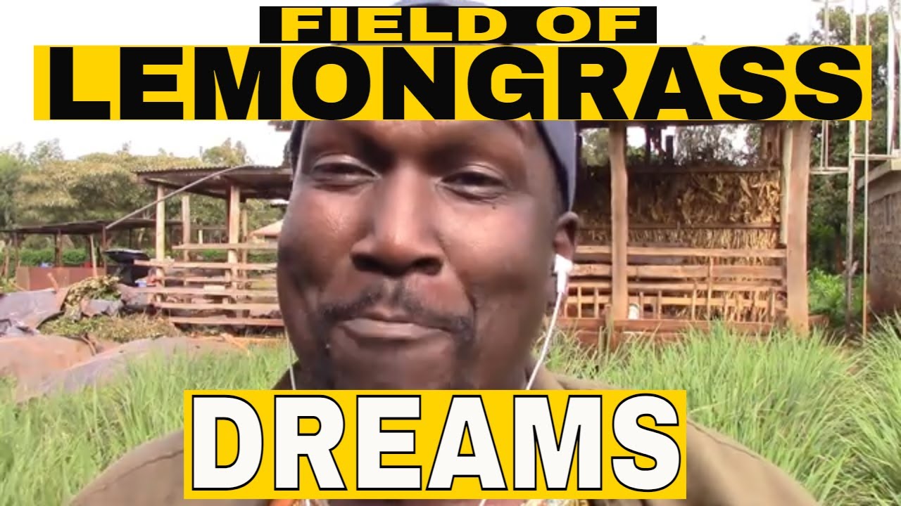 LemonGrass Herb | How To Plant Grow Harvest Package | Medicinal Herbal Properties Highly BENEFICIAL!