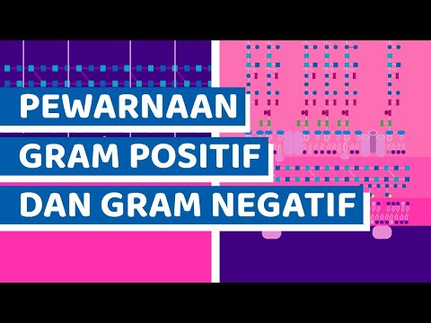 Video: Apakah warna kebanyakan sel sebelum menggunakan pewarnaan pertama untuk prosedur pewarnaan Gram?