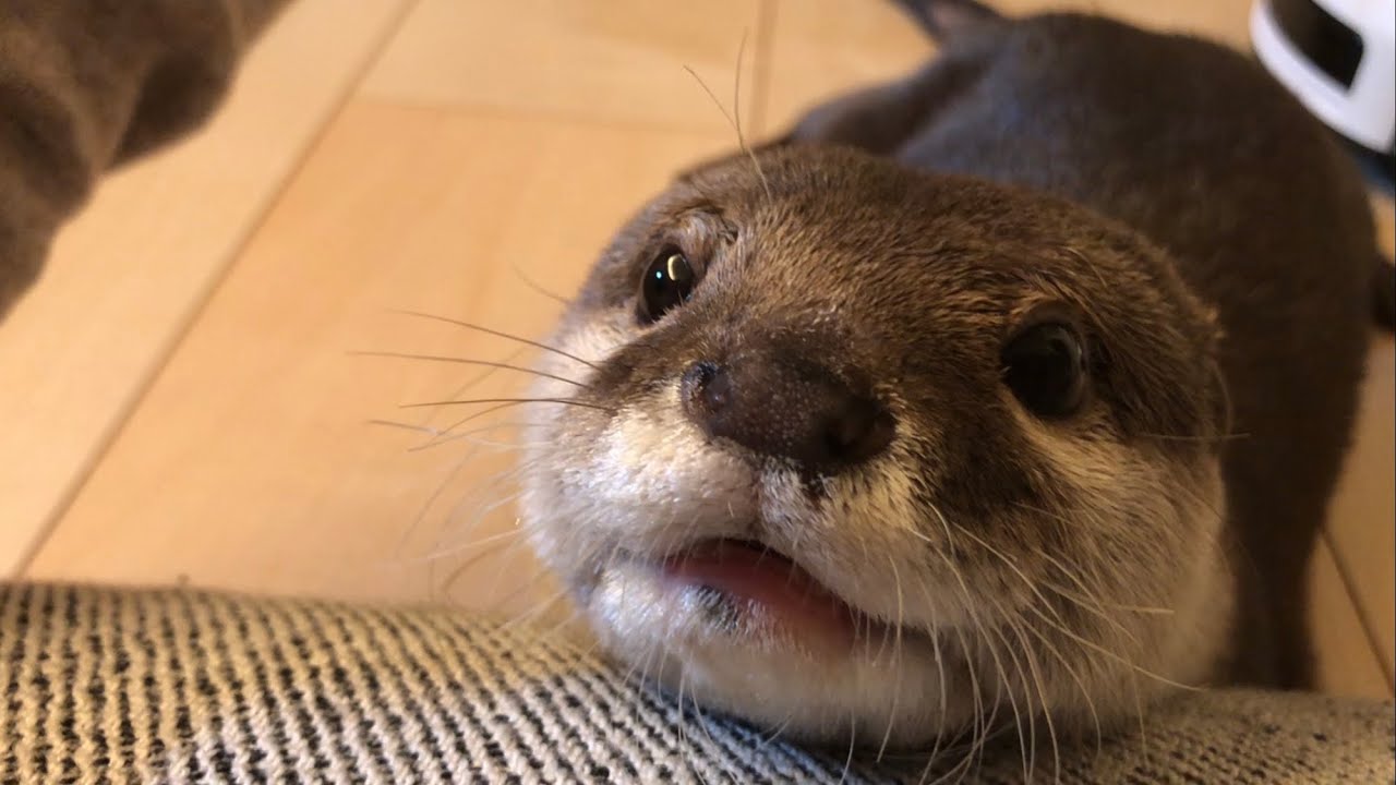 Otter sakura relaxing and yawning - YouTube