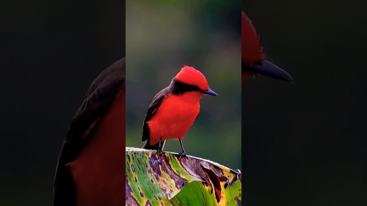 Short Nature Beautifully Bird Global TV