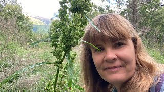 Wild edible curly dock, wild rhubarb, @Wildernessgma49