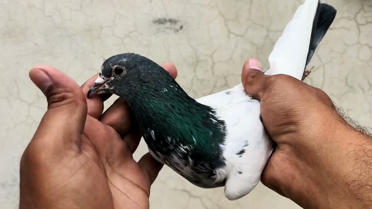 Banka Pair Sirf 7000 Ka 03331670248