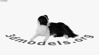 Lying Border Collie 3D model by 3DModels.org
