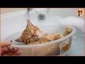 Most Cats Hate Water But This One Floats in a Boat During Every Bath